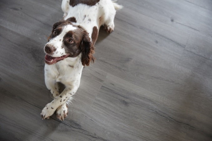 Best floors for dogs and pets