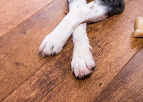 The Best Pet Friendly Flooring Options, Is Vinyl Plank Flooring Good For Pets