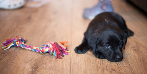 The Best Pet Friendly Flooring Options For Your Home Twentyoak